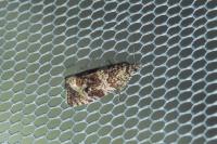 Celypha lacunana