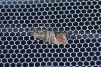 Cydia pomonella