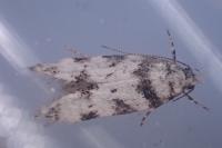 Pseudotelphusa scalella