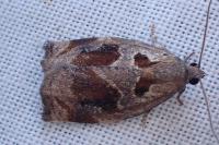 Archips crataegana