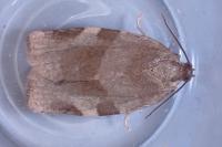 Choristoneura hebenstreitella