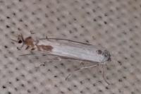 Lyonetia clerkella