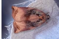 Archips podana