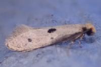 Tinea trinotella