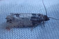 Spilonota ocellana