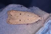Nothris verbascella