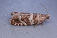 Epinotia fraternana