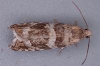 Epinotia fraternana