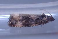 Endothenia marginana