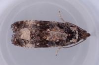 Endothenia marginana