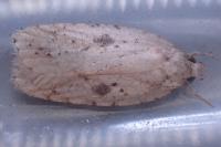 Agonopterix arenella