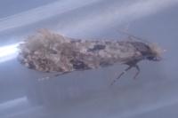 Nemapogon ruricolellus
