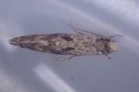 Nemapogon ruricolellus