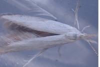 Coleophora kuehnella