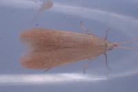 Coleophora flavipennella