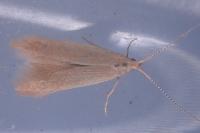Coleophora flavipennella