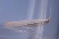 Coleophora sylvaticella