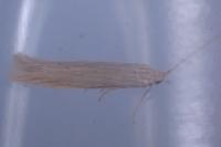 Coleophora sylvaticella