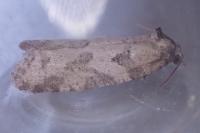 Cnephasia stephensiana