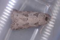 Cnephasia stephensiana