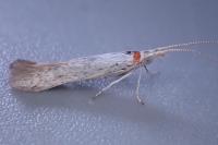 Coleophora anatipennella