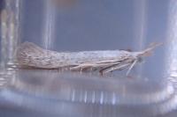 Coleophora anatipennella