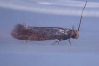 Cephimallota crassiflavella