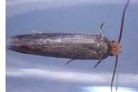 Cephimallota crassiflavella