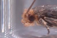 Cephimallota crassiflavella