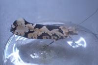Ypsolopha sequella