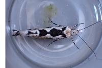 Ypsolopha sequella