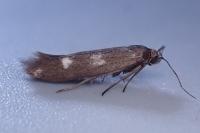 Scythris scopolella