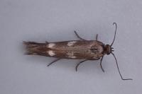 Scythris scopolella