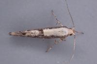Argyresthia conjugella