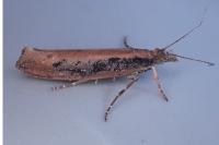 Ypsolopha ustella