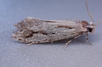 Archinemapogon yildizae