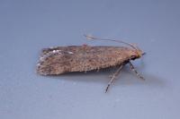 Pexicopia malvella