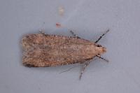 Pexicopia malvella