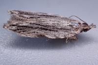 Anarsia innoxiella