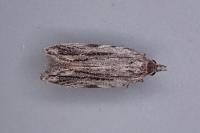 Anarsia innoxiella