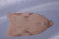 Acleris ferrugana