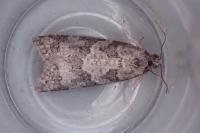 Cnephasia stephensiana