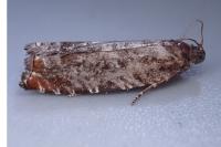 Ancylis achatana