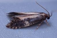 Monopis obviella