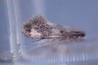 Lichenotinea pustulatella