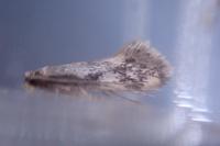 Lichenotinea pustulatella