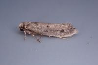 Niditinea striolella