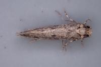 Niditinea striolella