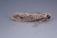 Niditinea striolella