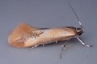 Batia lunaris